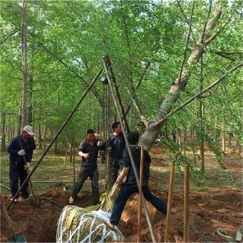 晋城银杏树哪里有卖、有问必答