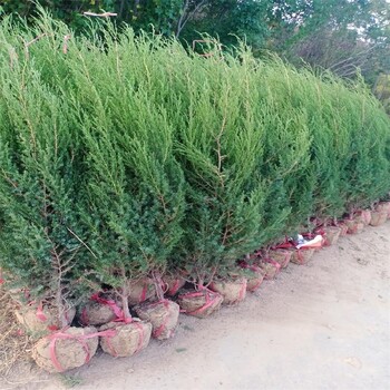 梁平1.6~1.8米塔松树苗种植基地