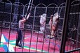 馬戲團商演專業(yè)公司專業(yè)馬戲團演藝馬戲團表演