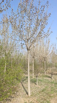黑龍江10公分復(fù)葉戚樹(shù)基地電話