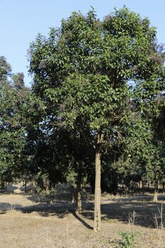 衢州大叶女贞苗木基地