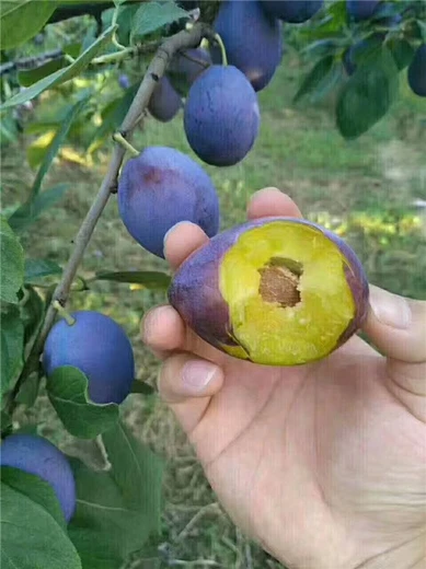 阿拉爾出售西梅苗,法蘭西西梅樹苗價格表