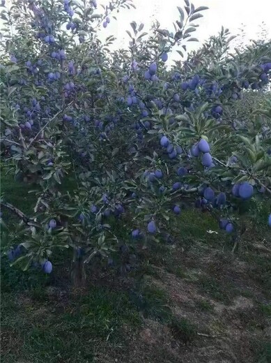 安庆女神西梅苗,西梅苗植株健壮