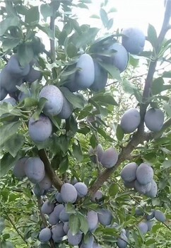 圖木舒克出售西梅苗,玉尊西梅苗指導(dǎo)報(bào)價(jià)