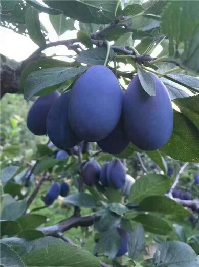 甘孜出售西梅苗,法蘭西西梅苗報價