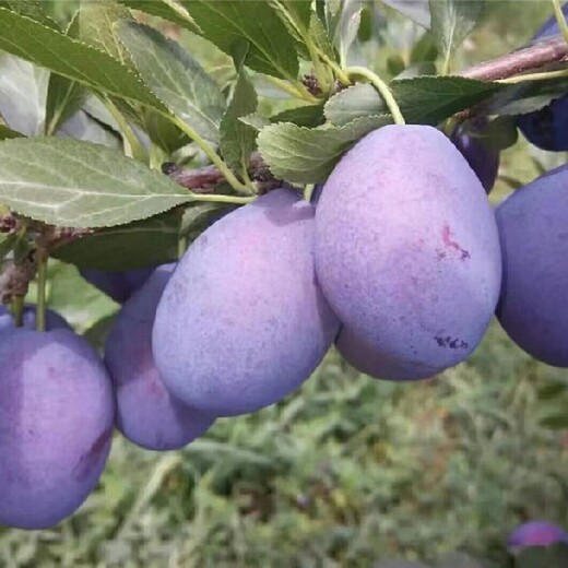 图木舒克艾琳娜西梅苗基地,高种植效益