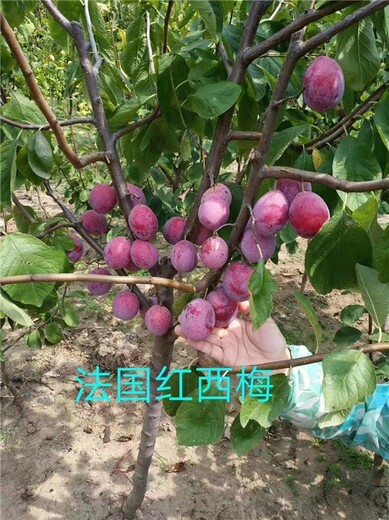 黔南蓝蜜西梅苗木价格,基地直售成活率高