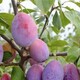三門峽供應西梅苗圖