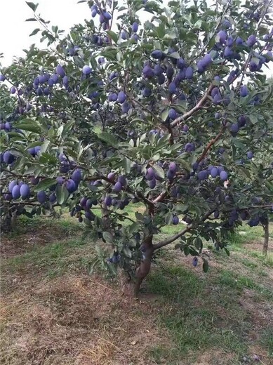 南昌蓝蜜西梅苗基地,西梅蓝蜜李子苗