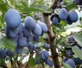 宜春蓝蜜西梅苗基地,西梅品种纯度高