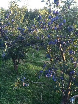 麗水藍(lán)蜜西梅苗批發(fā)價(jià)格,苗木健壯無病害