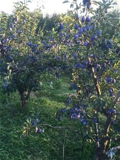 邯郸女神西梅苗,西梅李子果树苗基地