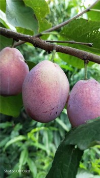 大連藍(lán)蜜西梅苗報(bào)價(jià)