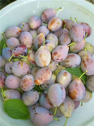 青島西梅樹(shù)苗批發(fā),種植基地現挖現發(fā)
