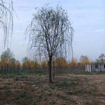 天津15公分垂柳树出售批发