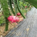 延邊除草效果好園藝地布,pe防草布山東廠家
