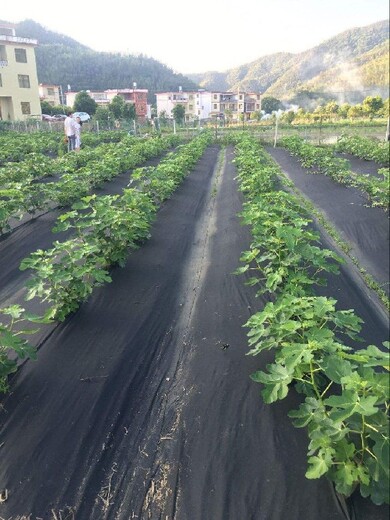 周口用得久防草布,防草布能用多久,山東防草布廠家