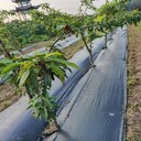 廣東防草布生產(chǎn)商-防草布價(jià)格-除草布