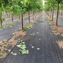 除草布-能用3年-防草布廠家電話