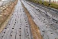 鹤壁加厚防草布,透水透气的除草地布,山东防草布厂家