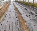 生态防草布价格,透水透气的黑色除草地布