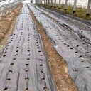 陽泉園藝地布果園鋪蓋保濕防草,PE防草布