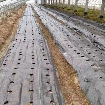 六安好質(zhì)量防草布一平方多少錢,防草布能用多久