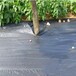 衡水除草效果好園藝地布,PE防草布