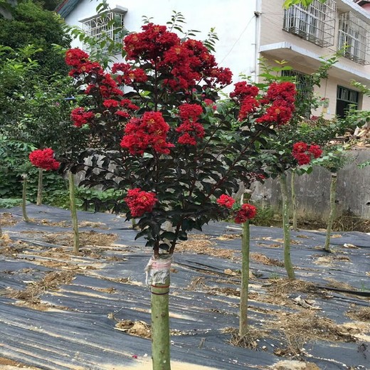 蓋草布-防草布廠家-吉林防草布生產(chǎn)商