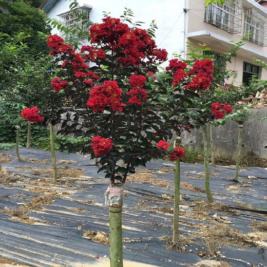 园艺地布-防草布厂家-广东防草布生产商