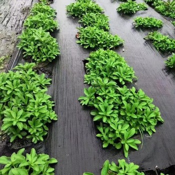 洛陽(yáng)抗曬防草布一畝地用多少,透水透氣防草布多少錢(qián)