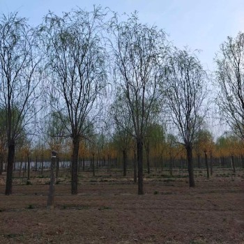 内蒙古10公分垂柳树产地货源