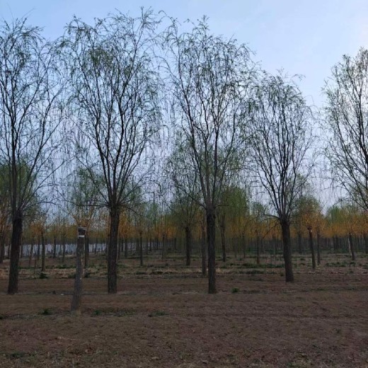 天津18公分垂柳树产地货源