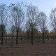 浙江18公分垂柳树出售批发产品图