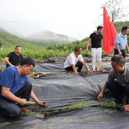 唐山除草效果好园艺地布,PE防草布