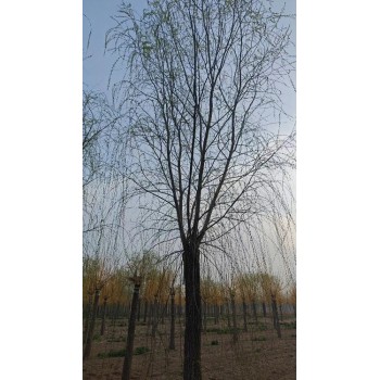 滨州18公分垂柳树出售批发