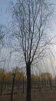 吉安嫁接垂柳樹