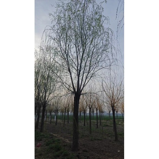 黑龙江10公分垂柳树出售批发