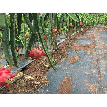 宜賓抗曬防草布,可降解防草布生產(chǎn)廠家,山東防草布廠家