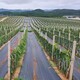 除草抑草布廠家圖