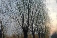  Tai'an 10cm weeping willow for sale and wholesale