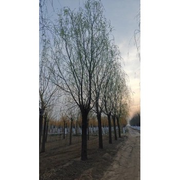 内蒙古10公分垂柳树产地货源