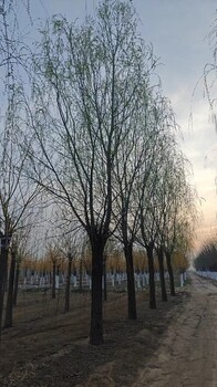 內(nèi)蒙古13公分垂柳樹基地電話