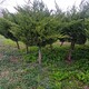 臨汾2米5高龍柏樹(shù)圖