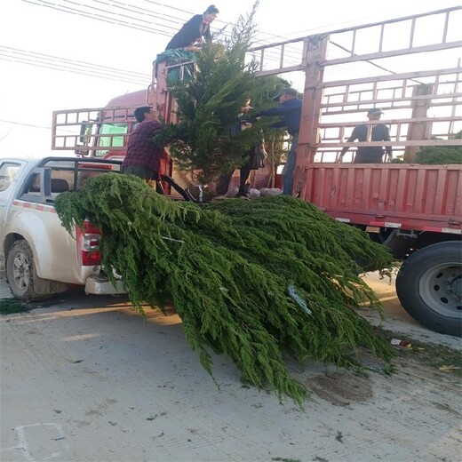 大同龙柏树自产自销质量好