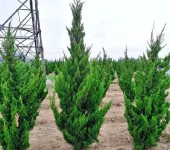 武汉2米4高龙柏树种植管理技术