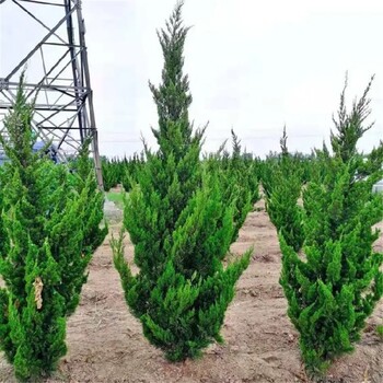 烟台龙柏树种植管理技术