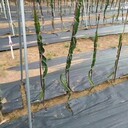 池州pe防草布,園藝打孔除草布