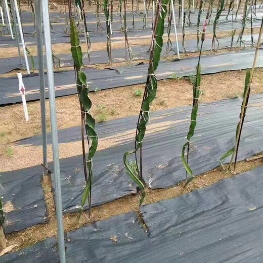 蓋草布廠家-防草布報價價格