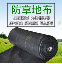 撫順園藝地布果園鋪蓋保濕防草,蓋草布廠家圖片